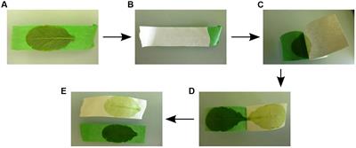 Meselect – A Rapid and Effective Method for the Separation of the Main Leaf Tissue Types